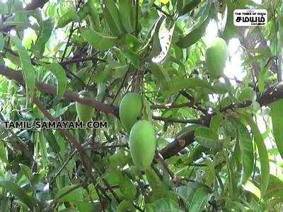 விருதுநகர் மாவட்டம் ராஜபாளையம் அருகேதோப்புக்குள் புகுந்த காட்டு யானைகள்