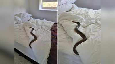 Viral Photos: बेडशीट बदलने कमरे में गई थी महिला, बिस्तर पर देखा जहरीला सांप तो उठाया ये कदम