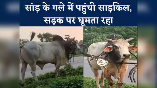 bicycle stuck in bulls neck in bahraich watch video