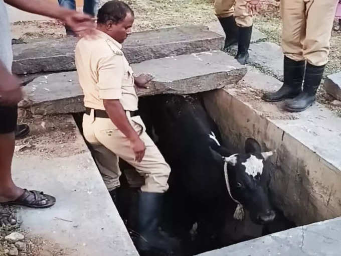 Cow trapped in mandya