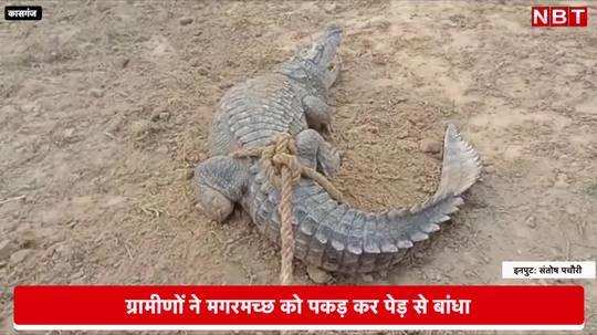 crocodile wandering in village panic among villagers