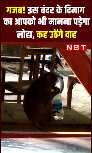 up news in hindi monkey funny viral video trying drink water hardoi watch video