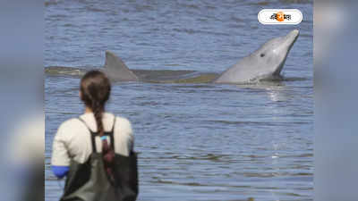 Dolphin Fish : গায়ে ক্ষতচিহ্ন, গঙ্গাসাগর থেকে উদ্ধার বিশালাকৃতির মৃত ডলফিন