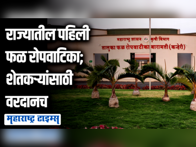 राज्याची पहिली अत्याधुनिक फळ रोपवाटिका बारामतीत; ५ हजारांहून अधिक मातृवृक्ष अन् १ लाखांहून अधिक कलमं