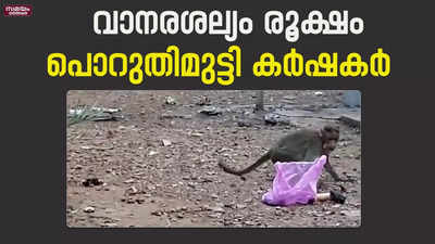 വാനരശല്യത്തില്‍ പൊറുതിമുട്ടി കണ്ണൂർ രാമന്തളി നിവാസികള്‍ |Monkey