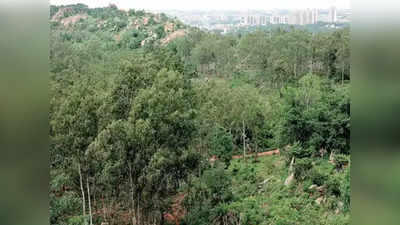 Bengaluru New Gardens : ಬೆಂಗಳೂರಿನಲ್ಲಿ ಕಬ್ಬನ್‌ಪಾರ್ಕ್ ಮತ್ತು ಲಾಲ್‌ಬಾಗ್‌ ಮಾದರಿಯಲ್ಲಿಯೇ ಎರಡು ಬೃಹತ್‌ ಉದ್ಯಾನಗಳ ನಿರ್ಮಾಣ!