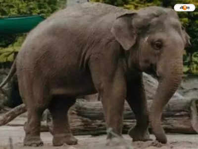 Elephant Ramlaal: খিদের জ্বালায় আটা মিলে হানা, বস্তা তুলেই দে ছুট রামলালের