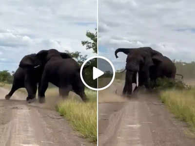 दो हाथियों के बीच हुई भयंकर लड़ाई, ऐसे मारी जोरदार टक्कर कि वीडियो देख डर जाएंगे!