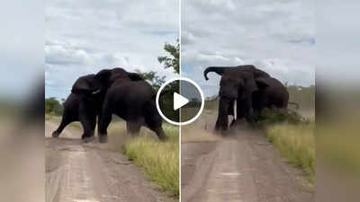 Elephant Viral Video: दो हाथियों के बीच हुई भयंकर लड़ाई, वीडियो देखकर लोग बोले- गजब की ताकत है!