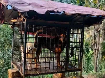 വിലങ്ങാട്  മലയോരത്ത് ഭീതി പരത്തി അജ്ഞാത ജീവി; ആടുകളും കുരങ്ങന്മാരും അപ്രത്യക്ഷമായി