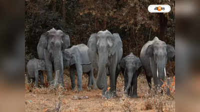 Elephant In Buxa Forest : ত্রাস ছড়ানো দাঁতাল এখন কোথায়? উদ্বিগ্ন বনকর্তারা