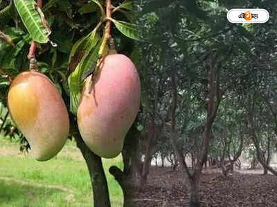 Bankura Mango : বর্ণে-গন্ধে জাদু দেখাচ্ছে ‘আম্রপালি’, মালদা-মুর্শিদাবাদকে হারাতে প্রস্তুত বাঁকুড়ার আম চাষিরা