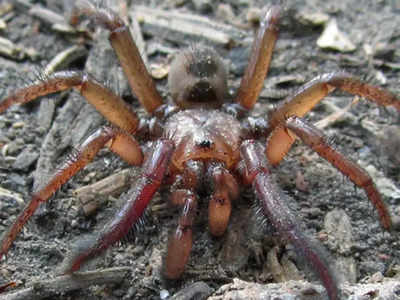 ऑस्ट्रेलिया में मिली विशालकाय मकड़ी की नई प्रजाति, 20 साल उम्र, बिल में जिंदगी बिताते हैं ट्रैपडोर स्पाइडर, जानें
