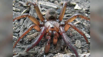 Trapdoor Spider: ऑस्ट्रेलिया में मिली विशालकाय मकड़ी की नई प्रजाति, 20 साल उम्र, बिल में जिंदगी बिताते हैं ट्रैपडोर स्पाइडर, जानें
