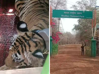 माधव नेशनल पार्क के बाड़े से आजाद हुई बाघिन, अब खुले जंगल में रहेगी, ऐसे होगी ट्रैकिंग