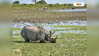 Rhino In Assam : গণ্ডারের শিং পাচারের চেষ্টা, নগাঁওয়ে ধৃত ৩ পাচারকারী