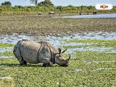 Rhino In Assam : গণ্ডারের শিং পাচারের চেষ্টা, নগাঁওয়ে ধৃত ৩ পাচারকারী