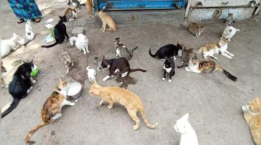 over 100 cats gather for milk everyday at punes shivaji market camp