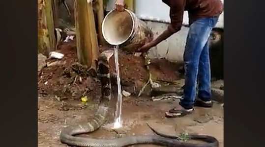 king cobra enjoys bathing as cold water