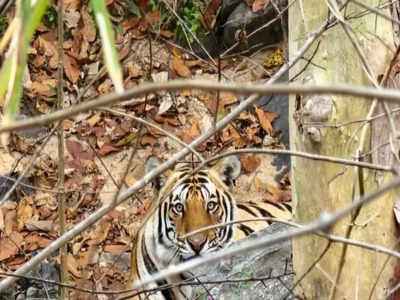 Palamu: बाघ ने ग्रामीण पर किया हमला, बूढ़ा पहाड़ क्षेत्र से PTR के कोर एरिया में हुआ दाखिल