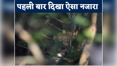 Kanha Tiger Reserve में पहली बार दिखा हैरान कर देना वाला नजारा, कैमरे में इस तरह कैद हुआ तेंदुआ