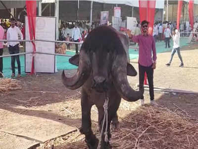 अबब..! १२ कोटींचा रेडा, वीर्यातून ८० लाखांचं उत्पन्न, त्याला पाहण्यासाठी शिर्डीत गर्दी...