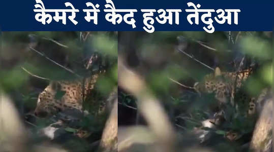 पहली बार शिकार करता दिखा तेंदुआ, कान्हा टाइगर रिजर्व का वीडियो वायरल