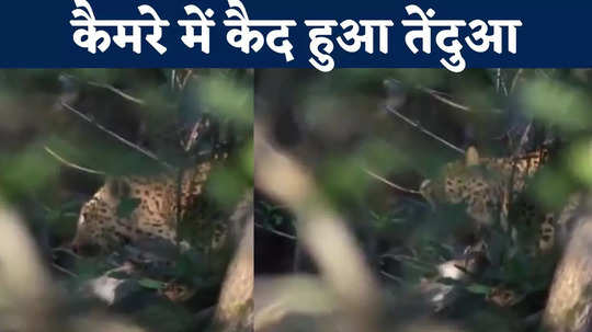 leopard seen hunting video of kanha tiger reserve