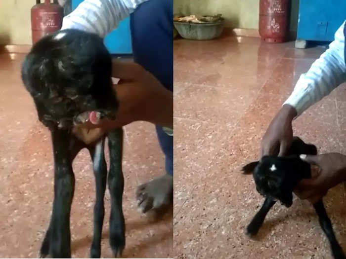 a goat gave birth to a kid with two faces and four eyes