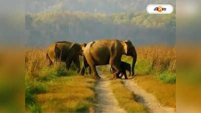 Elephant Attack : হাতির আক্রমণ রুখতে নয়া উদ্যোগ রাজ্যের, চালু হচ্ছে খাদ্য ভাণ্ডার