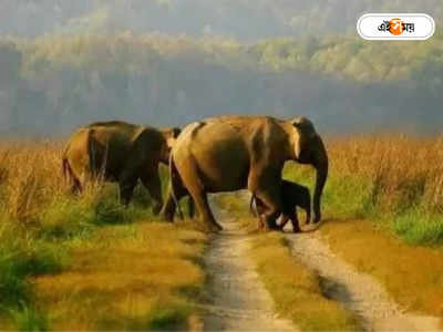 Elephant Attack : হাতির আক্রমণ রুখতে নয়া উদ্যোগ রাজ্যের, চালু হচ্ছে খাদ্য ভাণ্ডার