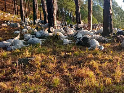 उत्तरकाशी में वज्रपात से 350 बकरियों की मौत, उत्तराखंड के जंगल में हुआ बड़ा हादसा