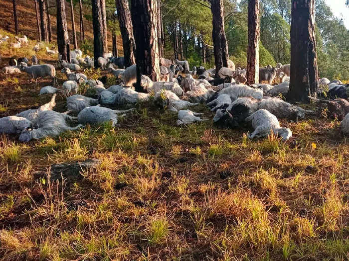 uttarkashi 350 goats died lightning accident