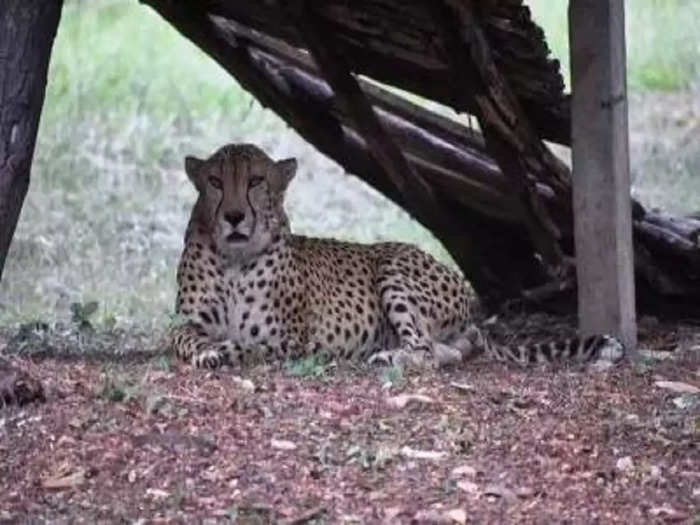 Cheetah died of heart attack at Hyderabad Zoo