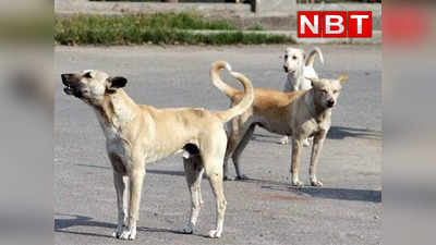 Delhi Stray Dogs: नहीं रुक रहा आवारा कुत्तों का आतंक, दिल्ली के वसंत कुंज में 6 साल की बच्ची पर हमला, बाल-बाल बची जान