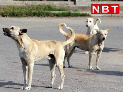 Delhi Stray Dogs: नहीं रुक रहा आवारा कुत्तों का आतंक, दिल्ली के वसंत कुंज में 6 साल की बच्ची पर हमला, बाल-बाल बची जान