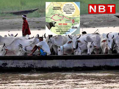 भारत से लाखों पशुओं की होती है तस्करी, नदी के रास्ते भेजे जाते हैं बांग्लादेश, इस काले खेल की पूरी कहानी समझिए