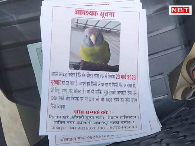 Pet parrot lost in Damoh