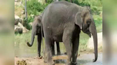 8 दिन में हाथियों ने ले ली 9 लोगों की जान, जानिए कहां का है मामला