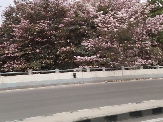 Stunning Beautiful Sights Of Bangalore In Spring Season