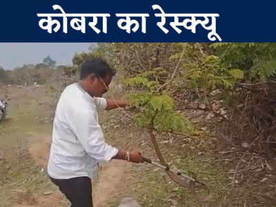 Chhattisgarh News: मिनटों में पकड़ लेता है जहरीले सांप, ऐसे किया कोबरा सांप का रेस्क्यू कि देखते रह गए लोग