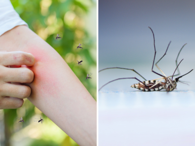 मच्छरों के लिए मॉर्टिन से कम नहीं किचन की ये 5 चीज, ऐसे करें यूज