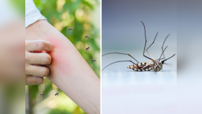 मच्छरों के लिए जहर से कम नहीं किचन की ये 5 चीजें, ऐसे करें यूज दोबारा घर में कभी नहीं सुनेंगे भिन-भिन की आवाज