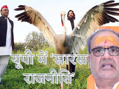 UP Politics: उत्तर प्रदेश में चर्चा में क्यों है ‘सारस’ राजनीति, अखिलेश और भाजपा आमने -सामने