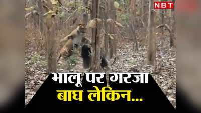 Tiger Bear Fight: जंगल में भालू से भिड़ गया बाघ, जरा सोचिए कौन किस पर पड़ेगा भारी