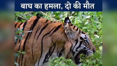 Chhattisgarh News: जंगल में लकड़ियां इकट्ठा कर रहे ग्रामीणों पर बाघ ने किया हमला, दो की मौत एक घायल