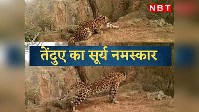 Leopard Viral Video: जंगल में सूर्य नमस्कार करते तेंदुए का वीडियो वायरल, लोग बोले- कुछ कमसिन जादे इसे अंगड़ाई  बोलेंगे