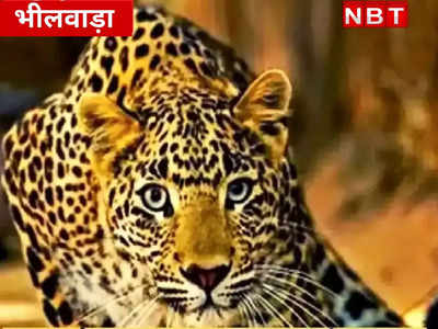 Rajasthan : शिकार के लिए लगाई थी पैंथर ने छलांग ! ट्रांसफार्मर में फंस हुआ दर्दनाक अंत