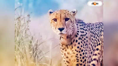 Kuno Cheetah Death : জল-হাওয়ায় মানিয়ে নিতে সমস্যা? ৬ মাসেই কুনোয় মৃত্যু নামিবিয়ার চিতা সাশার