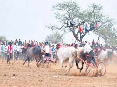 लेकाच्या गाडीवरुन शर्यत पाहायला आले, बैलगाडीची धडक बसली, नको तेच घडलं, एकाचा मृत्यू